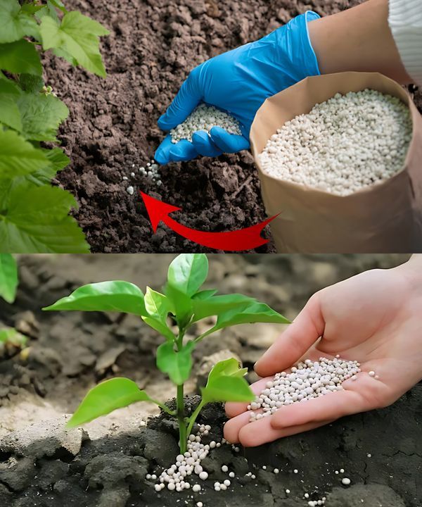 Fertilizante granulado aplicado a planta joven para potenciar crecimiento