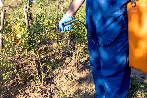 Aplicación de herbicida con mochila aspersora en cultivo de tomate