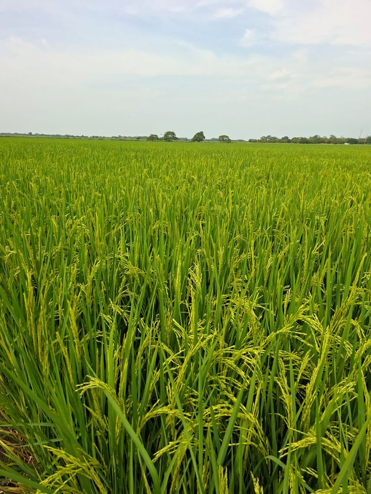 Cultivo de arroz con espigas verdes en crecimiento