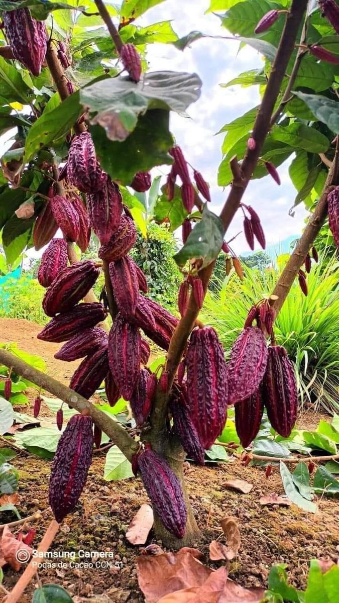 Árbol de cacao cargado de mazorcas moradas maduras