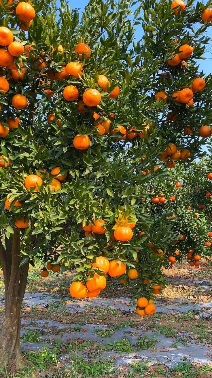 Árbol de mandarinas con frutos maduros listos para cosecha